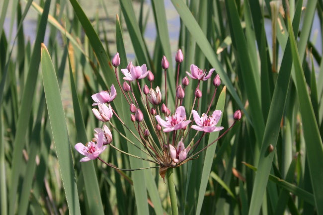 Flowering rush, a plant of river and lake sides