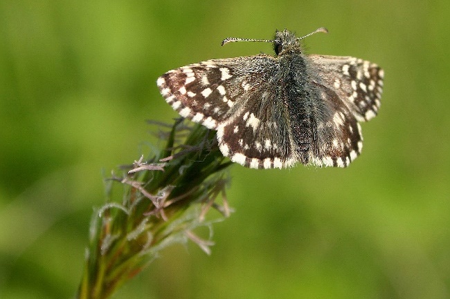 Grizzled Skipper butterfly